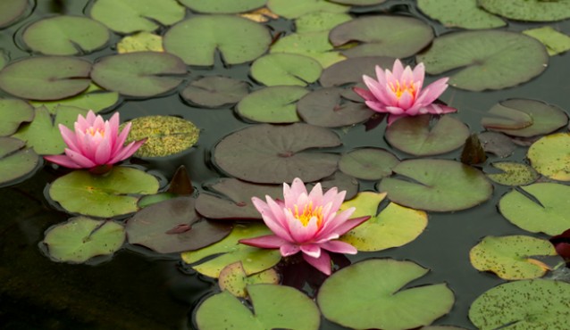 peaceful-pond